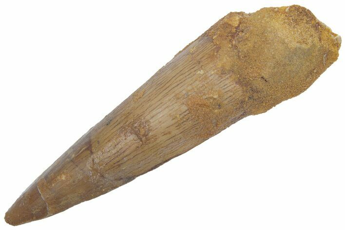 Fossil Spinosaurus Tooth - Real Dinosaur Tooth #222548